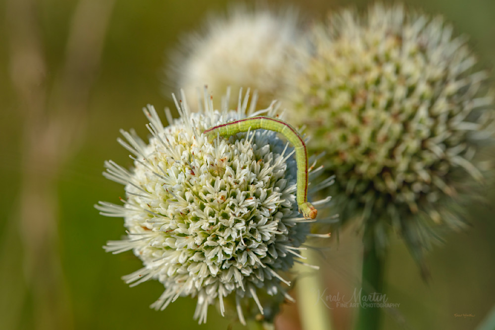 Exploring Inch By Inch   Rattlesnake Master Photography Art | Koral Martin Fine Art Photography
