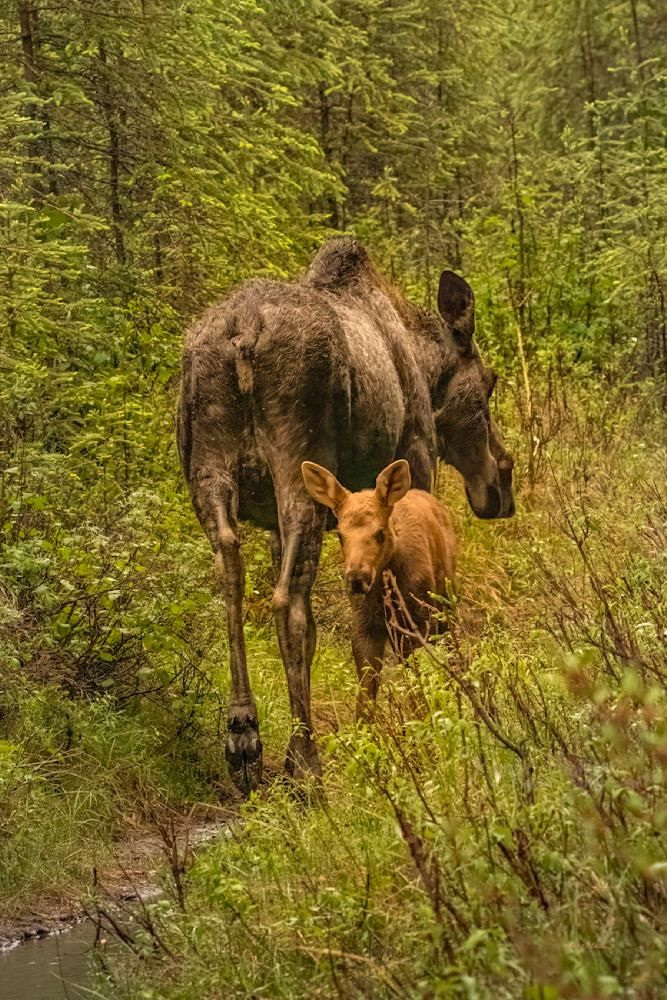 Staying Close    Moose Cow And Her Calf Photography Art | Koral Martin Fine Art Photography