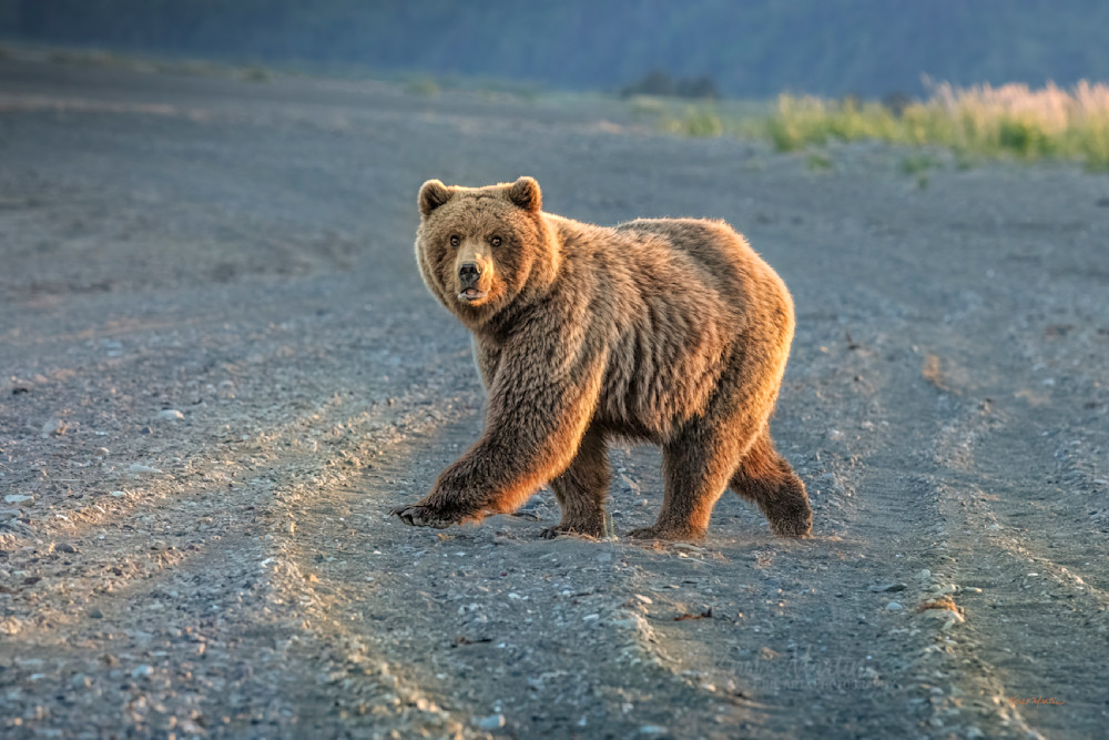 Looking Hard     Coastal Brown Bear Photography Art | Koral Martin Fine Art Photography