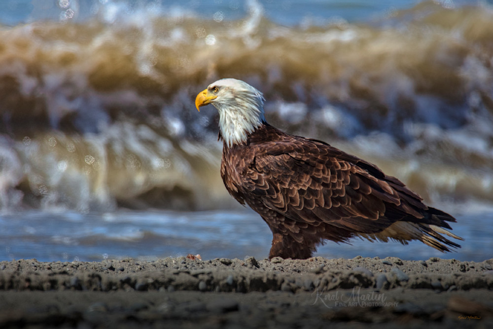 Incoming    Eagle In Waves Photography Art | Koral Martin Fine Art Photography