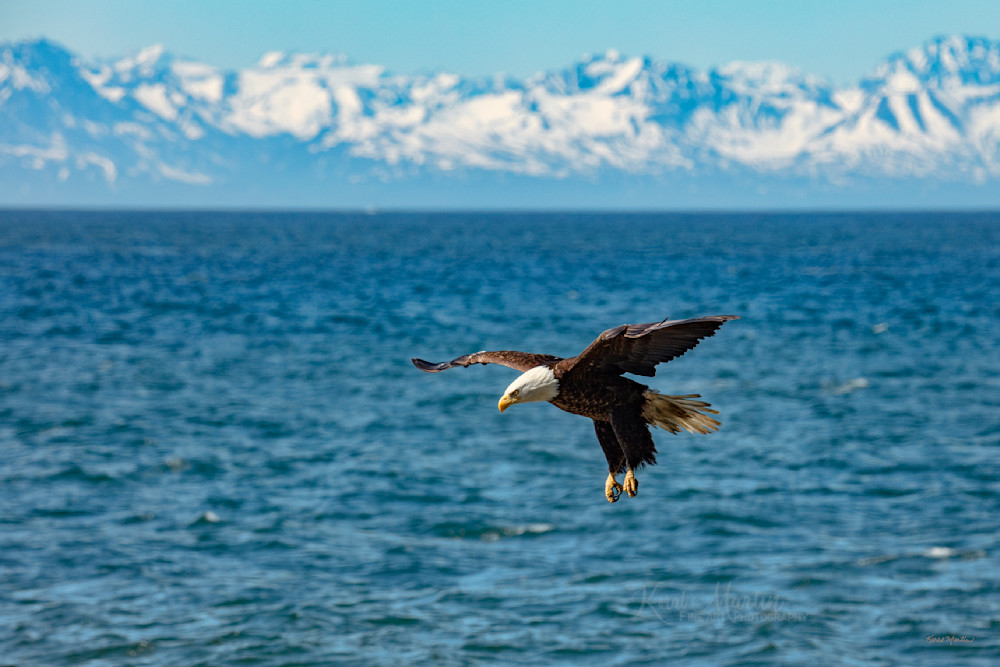 Bald Eagles Cook Inlet Mountain Backdrop Photography Art | Koral Martin Fine Art Photography