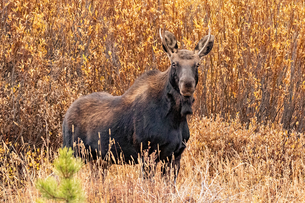 Stare Down    Young Moose Bull Photography Art | Koral Martin Fine Art Photography