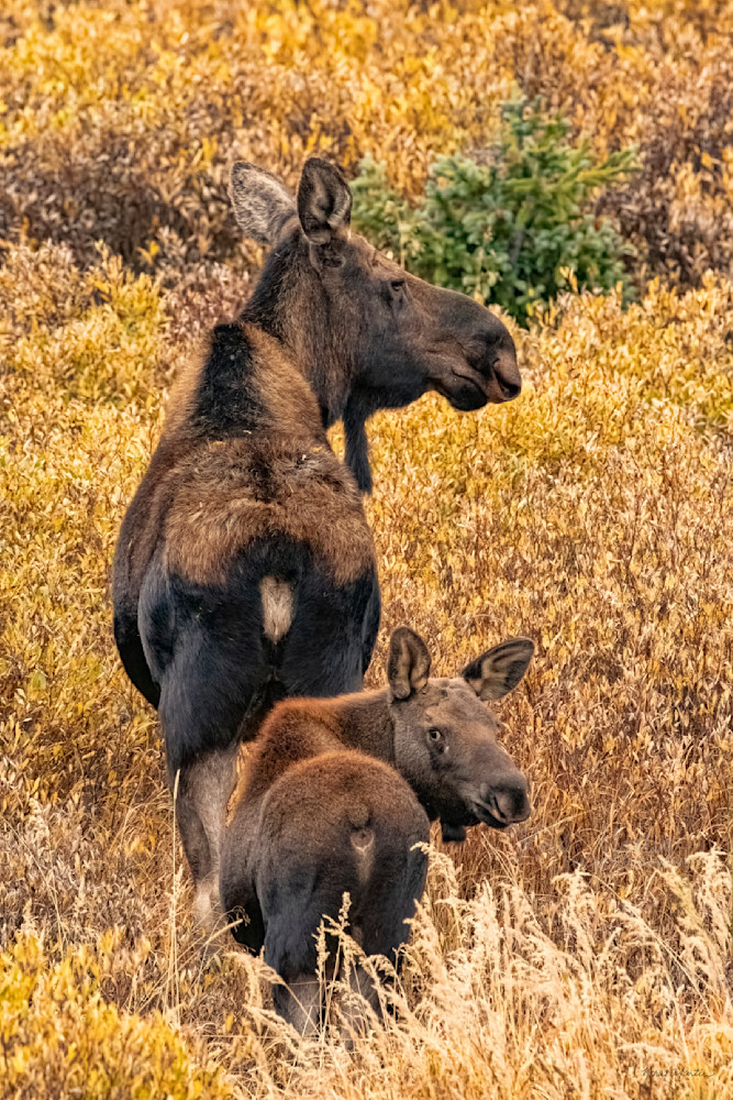 Momma Moose And Calf Photography Art | Koral Martin Fine Art Photography