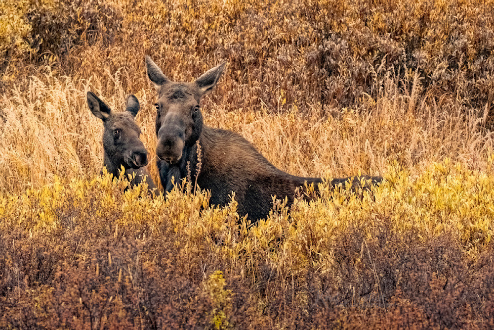 Peeking Over   Momma Moose And Calf Photography Art | Koral Martin Fine Art Photography