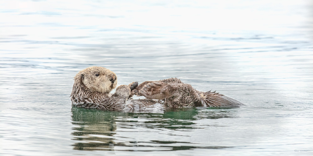 Float Time    Sea Otter In High Key Photography Art | Koral Martin Fine Art Photography