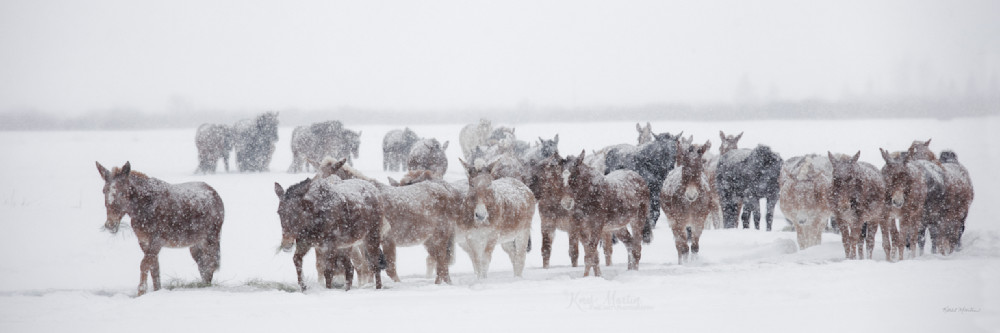 Feeding Time Horses In Snow Pano Photography Art | Koral Martin Fine Art Photography