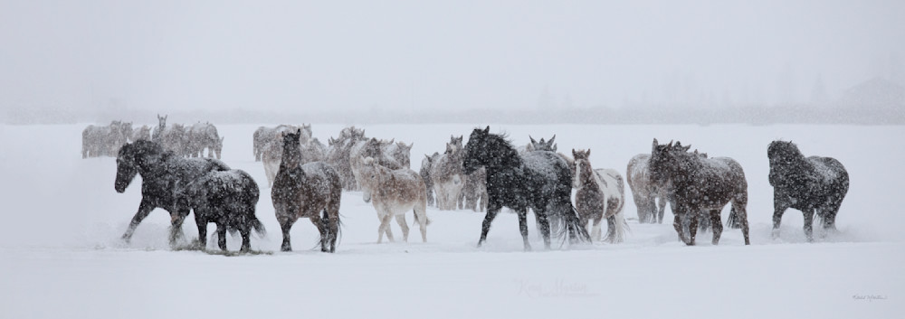 In A Hurry    Horses Feeding Time Photography Art | Koral Martin Fine Art Photography