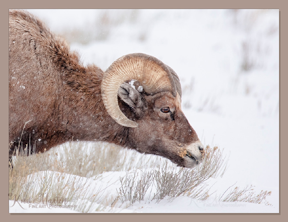 Up Close   Big Horn Sheep Grazing Photography Art | Koral Martin Fine Art Photography