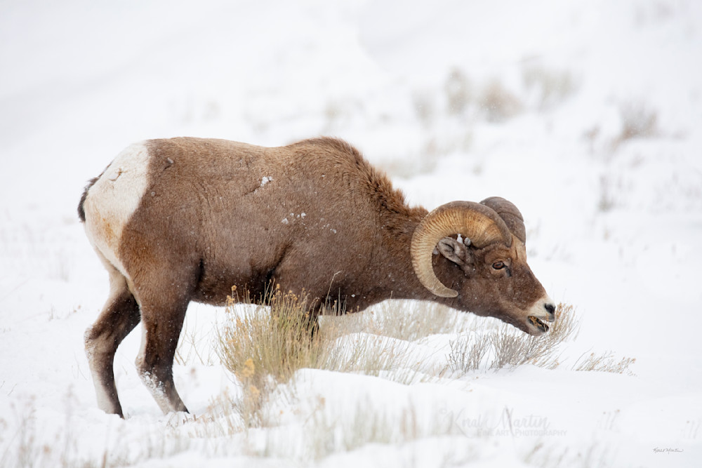 Big Horn Sheep Grazing In Grand Teton Snow Photography Art | Koral Martin Fine Art Photography