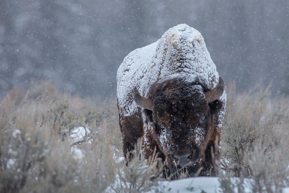 Blanketed   Snow Covered Bison At The Grand Teton Mountains Photography Art | Koral Martin Fine Art Photography