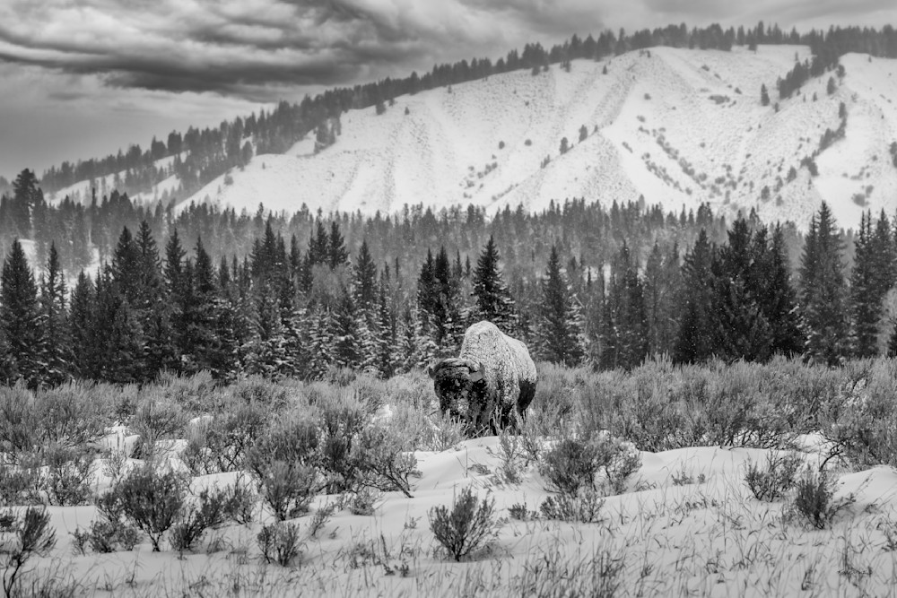 In The Tetons   Snow Covered Bison With Mountains Photography Art | Koral Martin Fine Art Photography