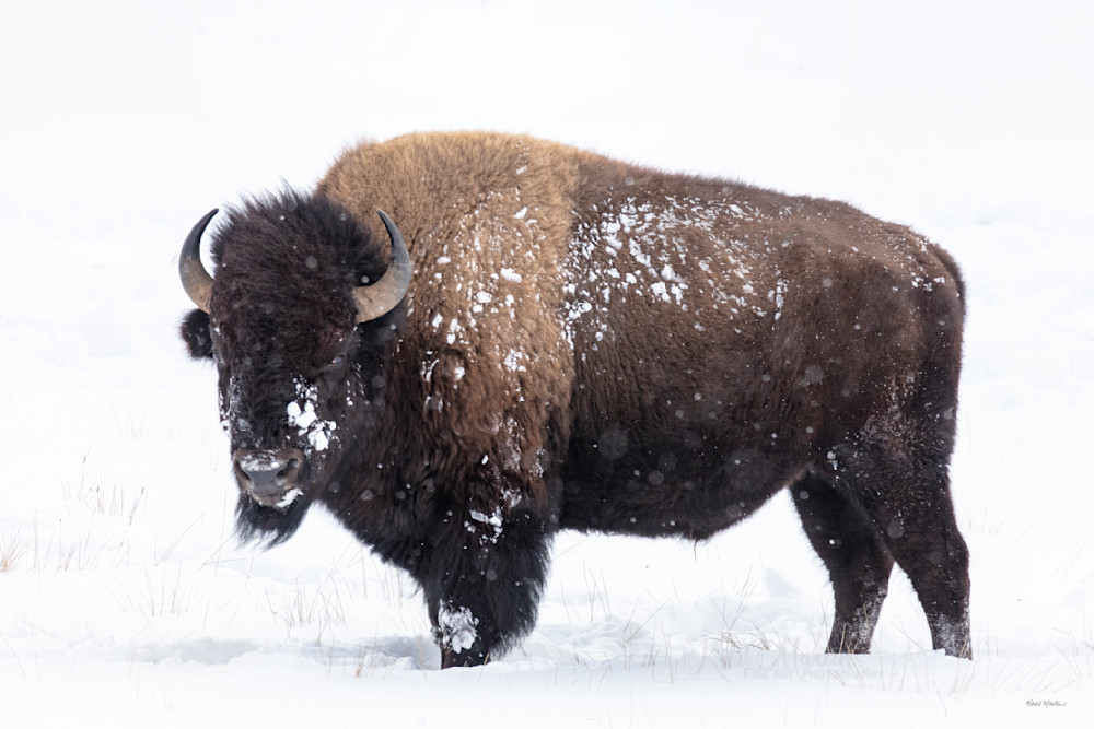 Standing Out    Yellowstone Bison In Snow High Key Photography Art | Koral Martin Fine Art Photography