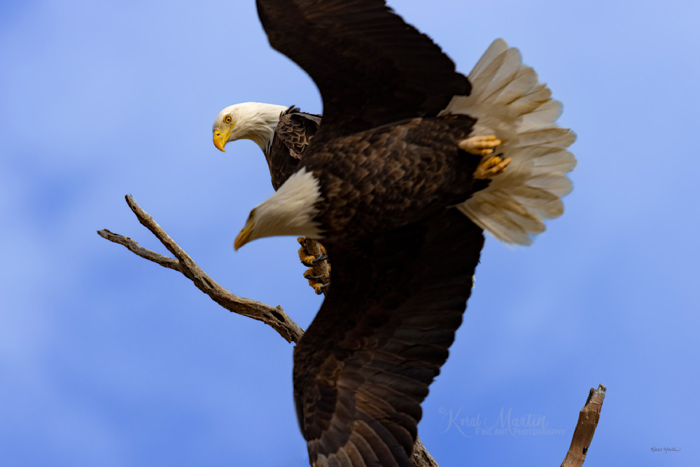 Bombed   Bald Eagle Photobombing Another Eagle Photography Art | Koral Martin Fine Art Photography