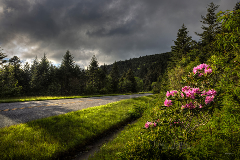 Glowing   Blue Ridge Mountain Rhododendron Photography Art | Koral Martin Fine Art Photography