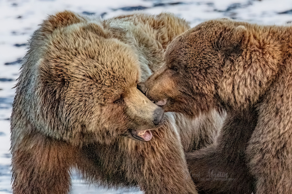 Kisses Or Nips??  Coastal Brown Bears Playing Photography Art | Koral Martin Fine Art Photography