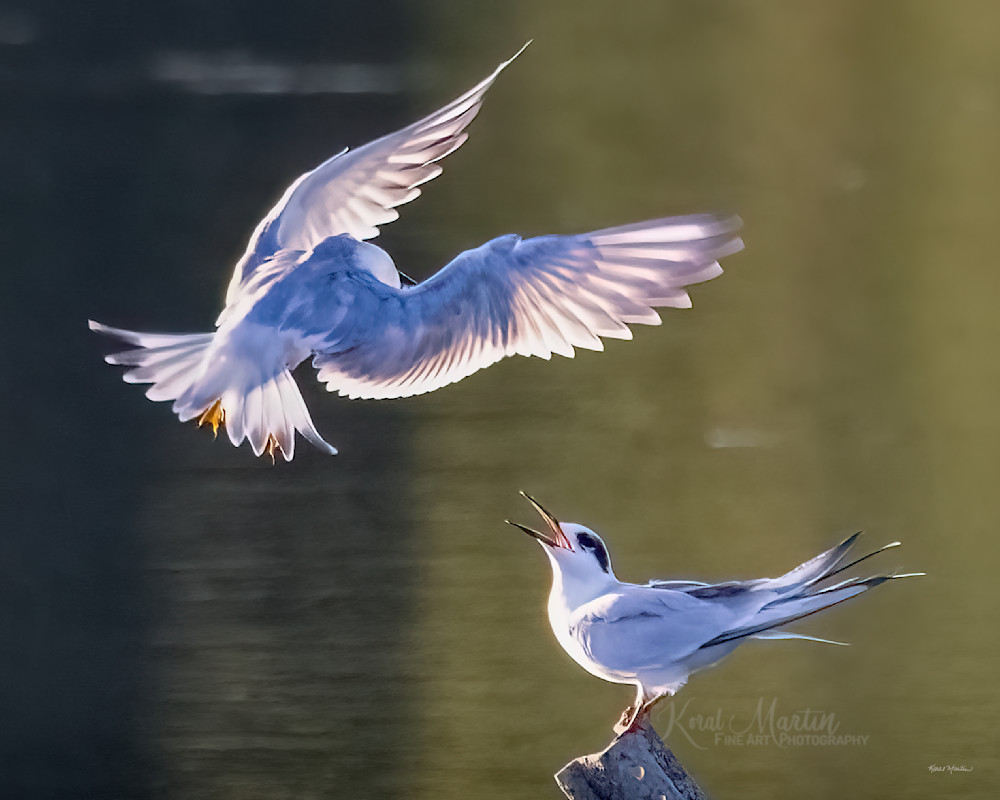 Forster's Terns   Shining Though 1309 F Photography Art | Koral Martin Fine Art Photography