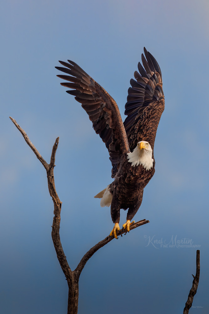 Into The Wild Blue Yonder   Bald Eagle Taking Off Photography Art | Koral Martin Fine Art Photography