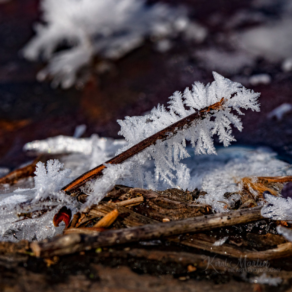 Ice Crystals Photography Art | Koral Martin Fine Art Photography