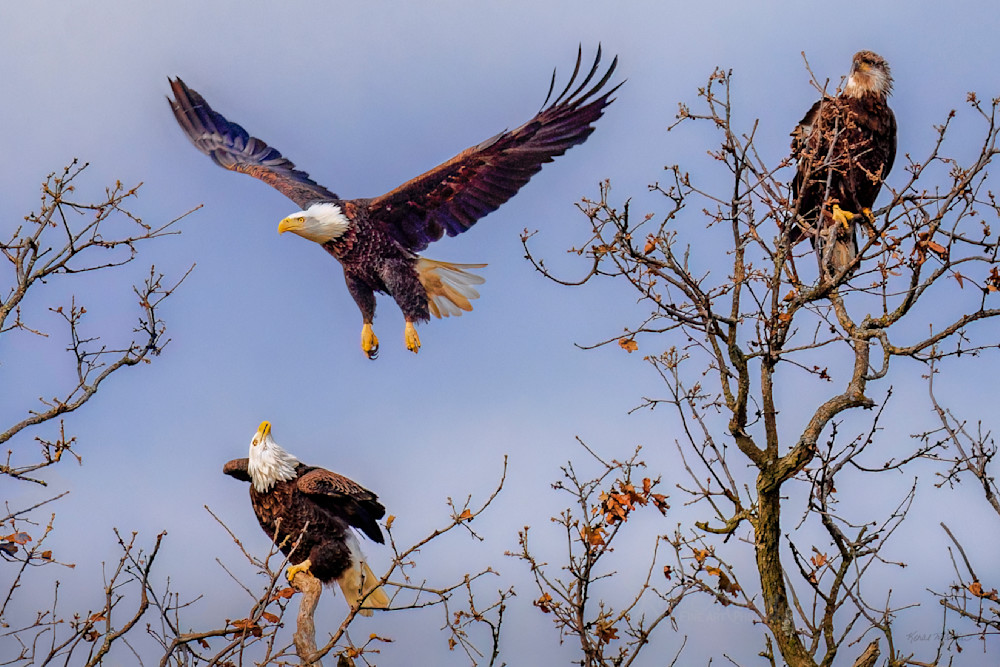 Incoming   Bald Eagles In Tree Photography Art | Koral Martin Fine Art Photography