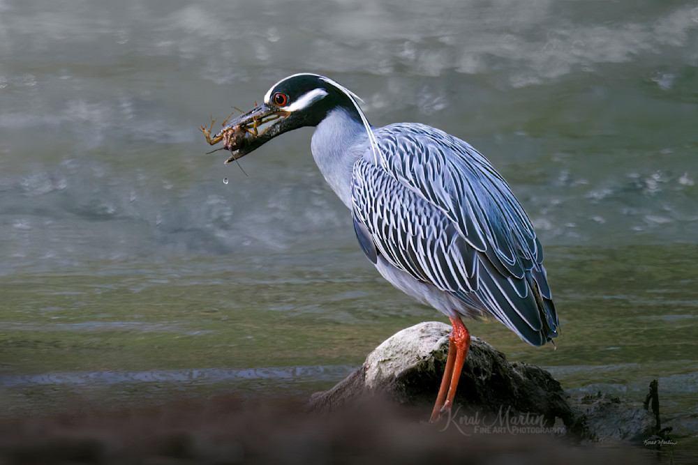 Fresh Catch   Yellow Crowned Night Heron With Crawdad Photography Art | Koral Martin Fine Art Photography