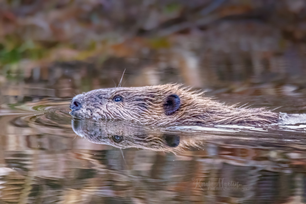 Beaver Water Reflection  Photography Art | Koral Martin Fine Art Photography