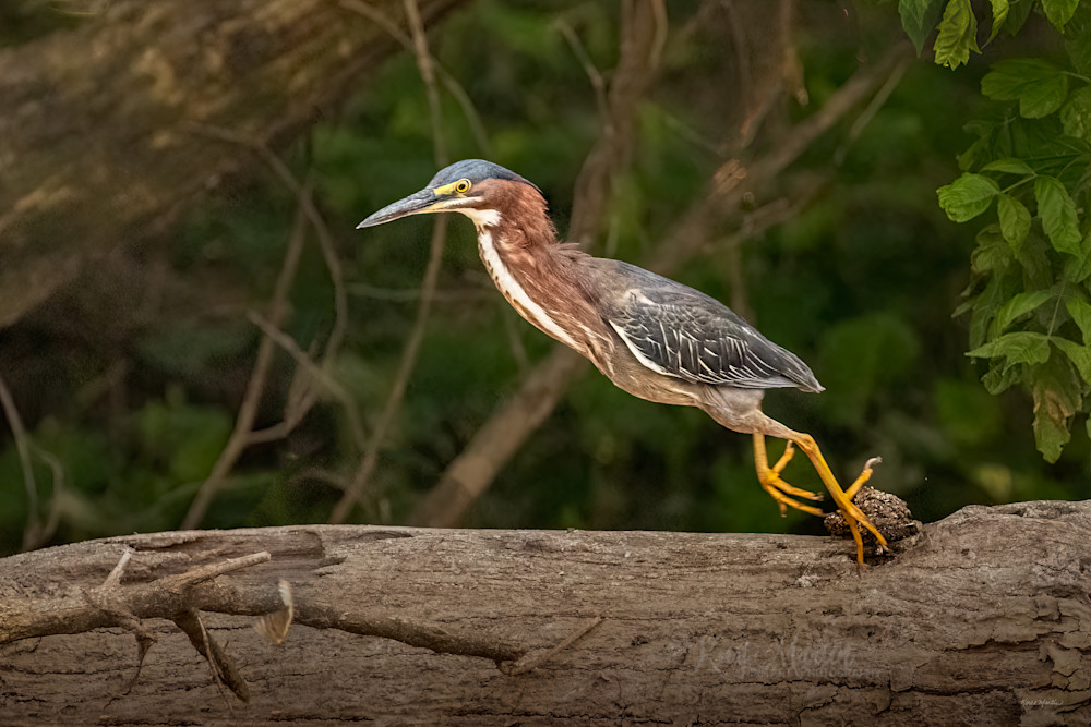 Green Heron Takeoff Photography Art | Koral Martin Fine Art Photography