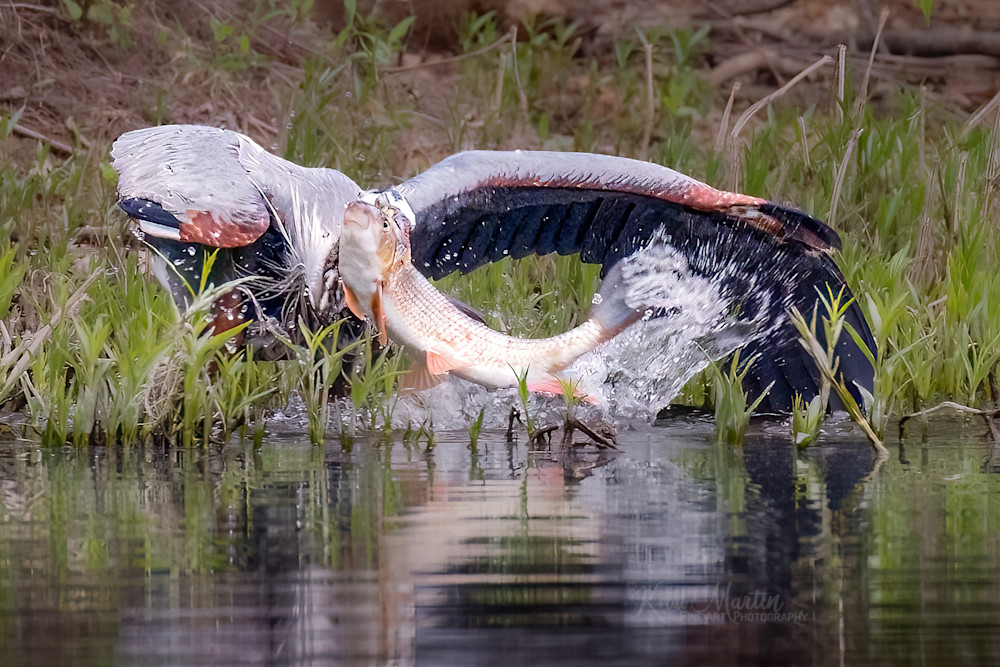 Battle Of Life Or Death    Heron Catching Fish Photography Art | Koral Martin Fine Art Photography