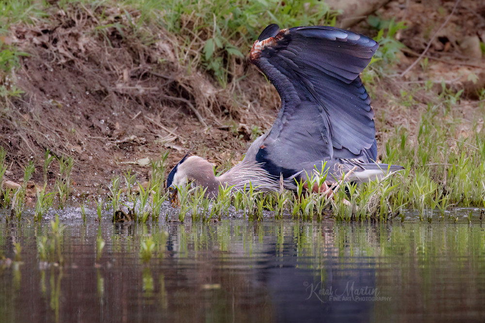 Diving For Fish   Great Blue Heron Photography Art | Koral Martin Fine Art Photography