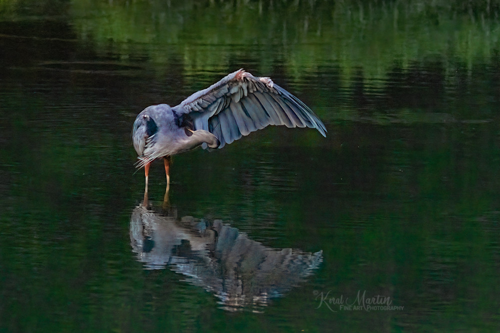 Bowing    Heron Wing Photography Art | Koral Martin Fine Art Photography