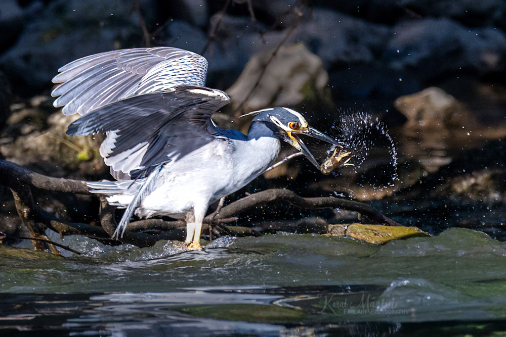 Caught It    Yellow Crowned Night Heron Photography Art | Koral Martin Fine Art Photography