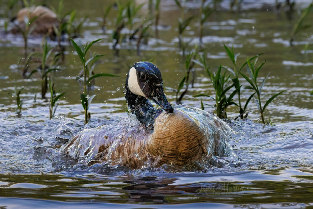 Bathtime   Canadian Goose Making A Splash Photography Art | Koral Martin Fine Art Photography