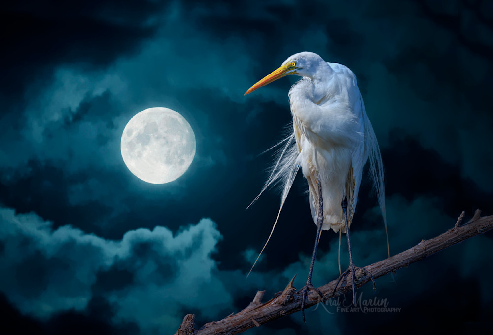 Mystical    Egret  Photography Art | Koral Martin Fine Art Photography