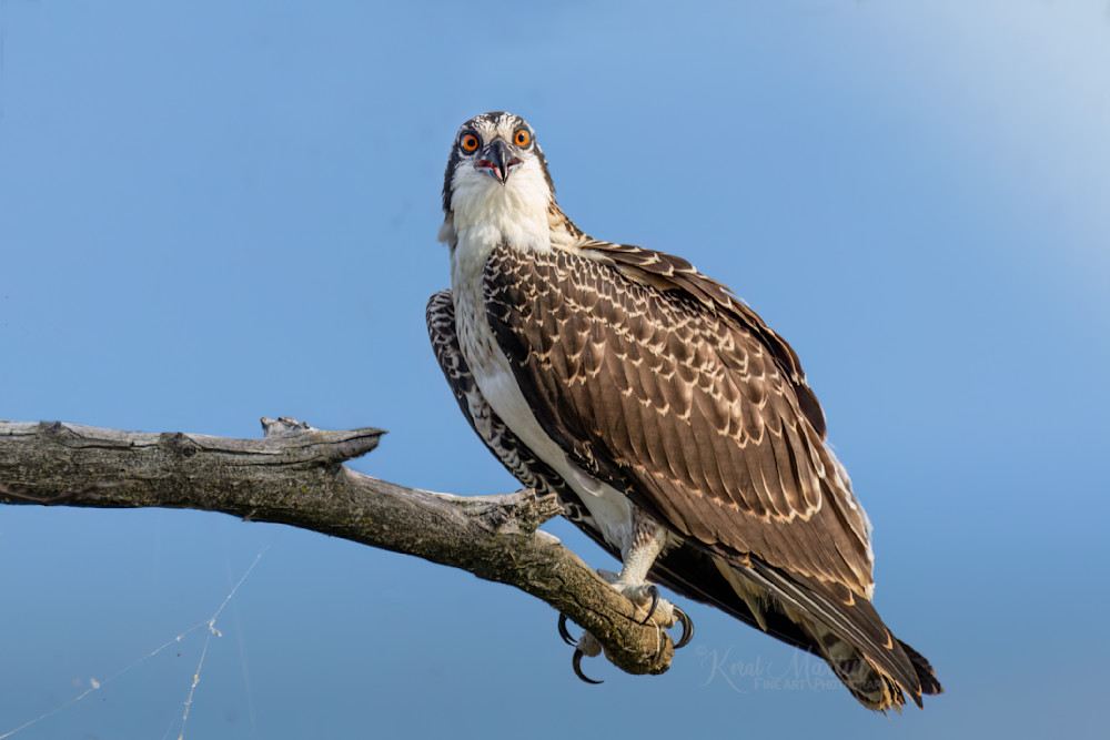 Grinning   Osprey Photography Art | Koral Martin Fine Art Photography