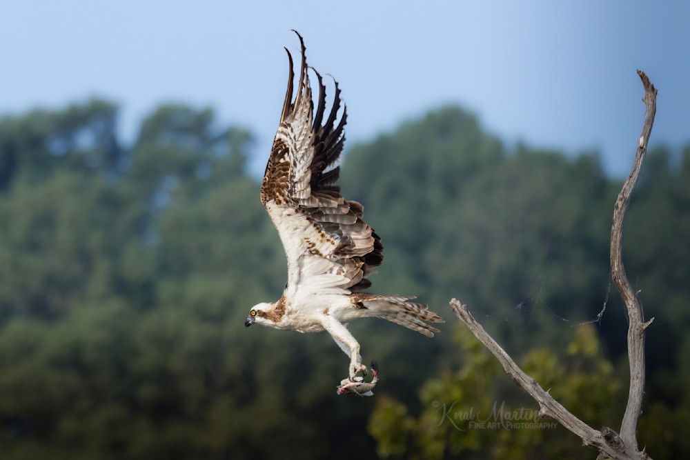 Take Out Dinner    Osprey Photography Art | Koral Martin Fine Art Photography