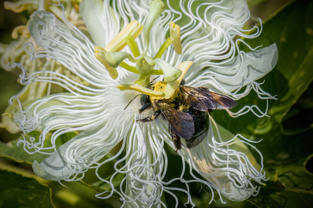 Pursuing Passion Pollen:  Bumble Bee On Passion Flower Photography Art | Koral Martin Fine Art Photography