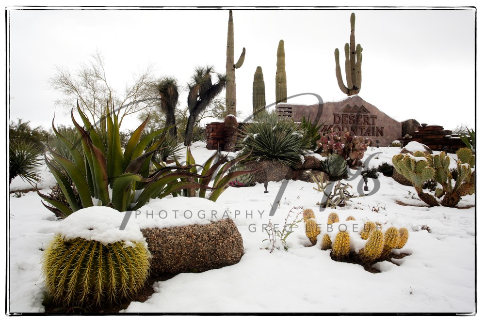 Snow in the desert, snow on cactus, Desert winter,