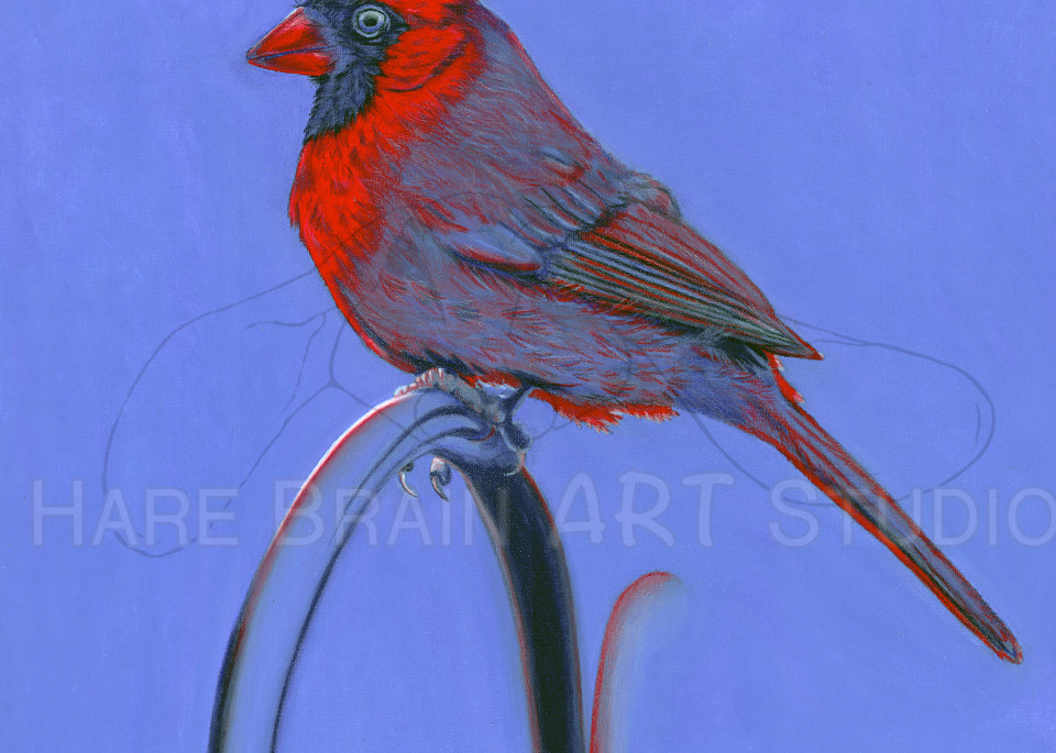 Cardinal Blues