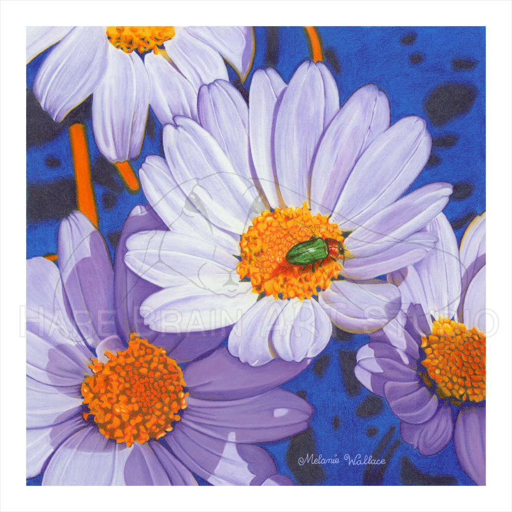 Crazy About Daisies