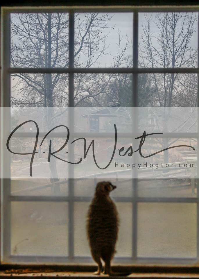 meerkat-at-the-window