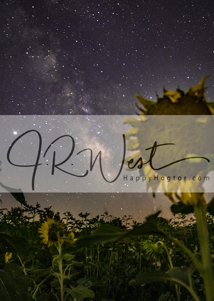 Sunflowers And Stars Photography Art | Happy Hogtor Photography