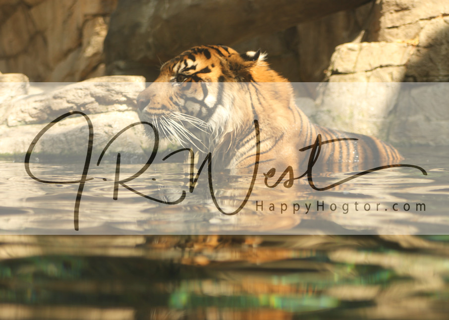 Cat Bath Photography Art | Happy Hogtor Photography