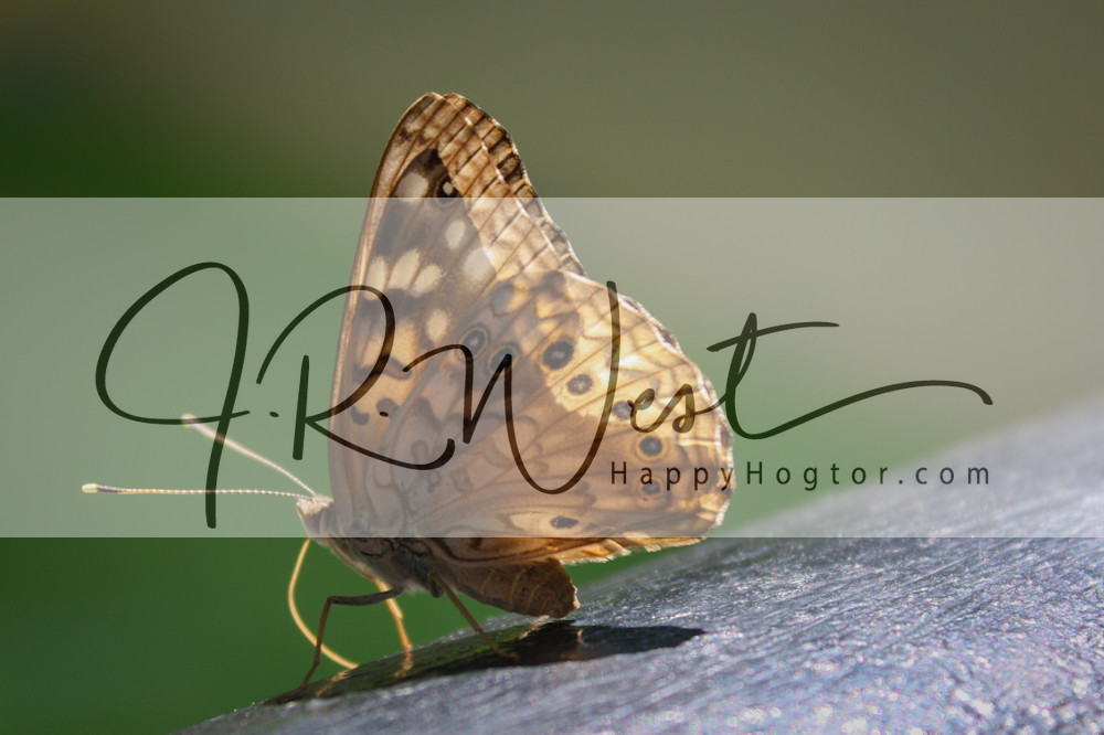 Orange And Brown Butterfly Photography Art | Happy Hogtor Photography