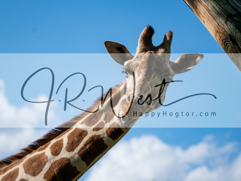 Sticking Her Neck Out Photography Art | Happy Hogtor Photography