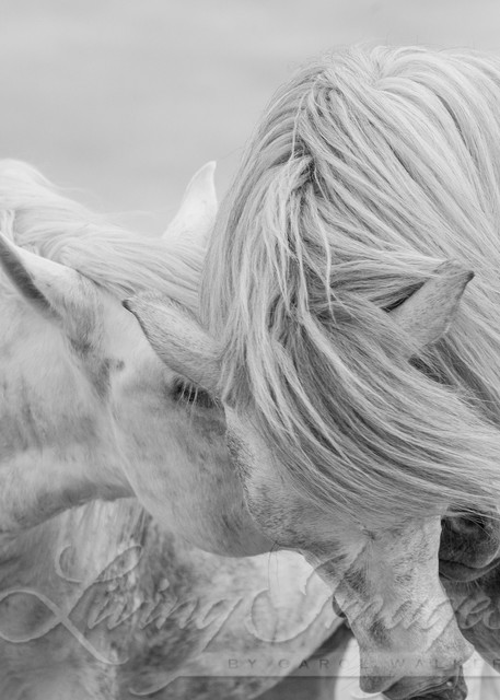 Two Camargue Stallions Together Photography Art | Living Images by Carol Walker, LLC