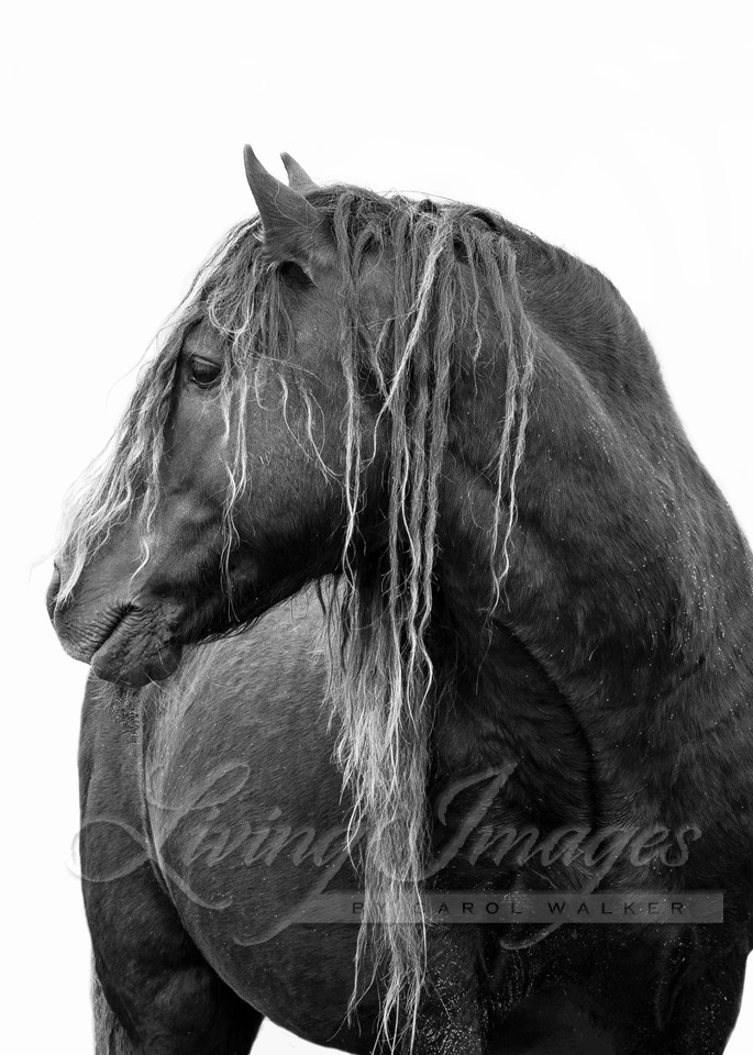 Wild Sable Island Stallion Turns To Look Photography Art | Living Images by Carol Walker, LLC