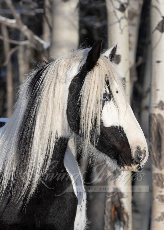 Gypsy In The Forest Photography Art | Living Images by Carol Walker, LLC