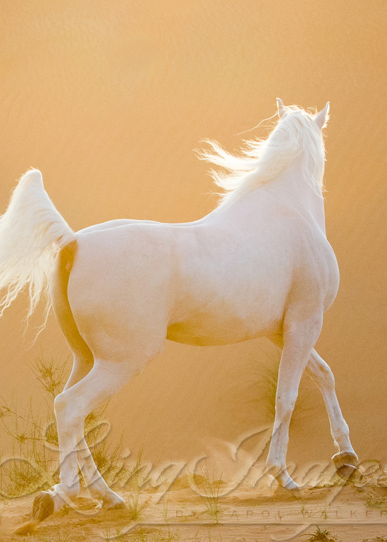 Desert Stallion At Sunset Photography Art | Living Images by Carol Walker, LLC