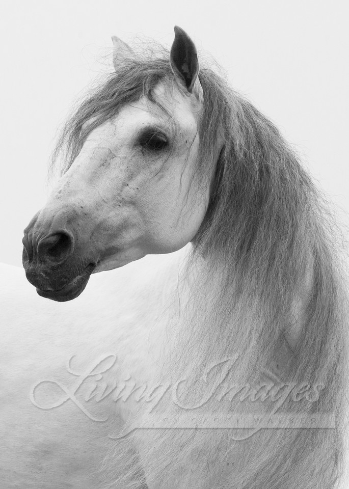 Andalusian Stallion Looks Photography Art | Living Images by Carol Walker, LLC