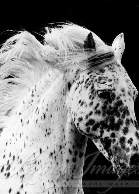 Spotted Stallion's Running Portrait Photography Art | Living Images by Carol Walker, LLC