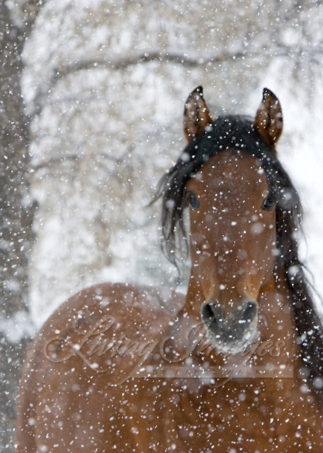Bay Andalusian stallion in snow in Longmont, CO